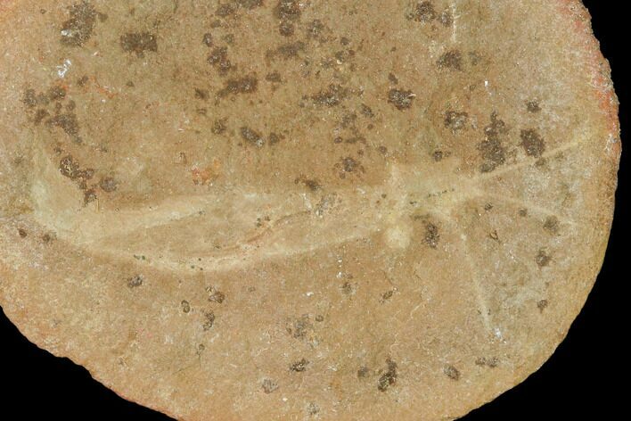 Fossil Shrimp (Peachocaris) Nodule - Illinois #142485
